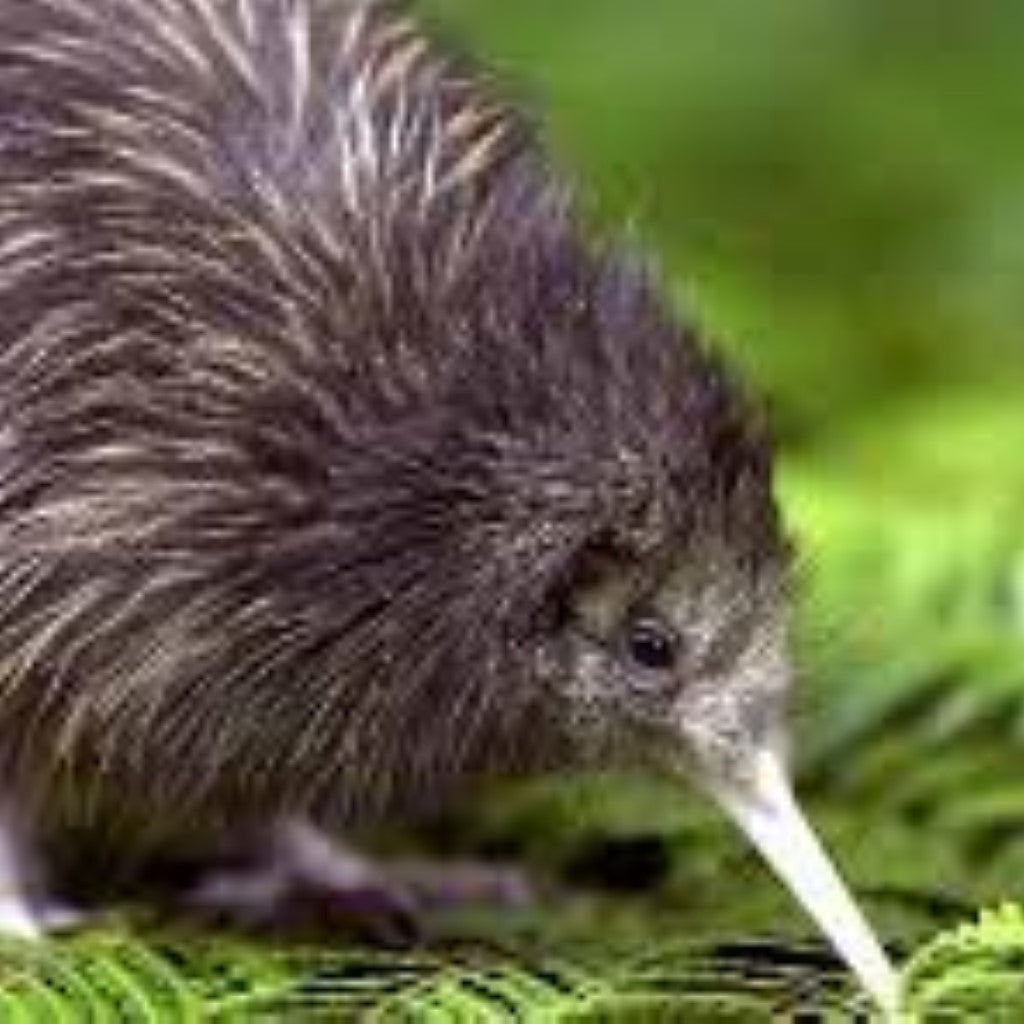 New Zealand Kiwi | Travel NZ Hiking Skiing Cycling