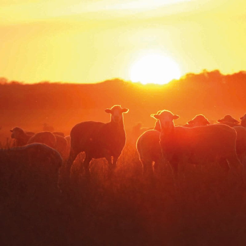 Merino Wool Comes From Quality Merino Sheep 