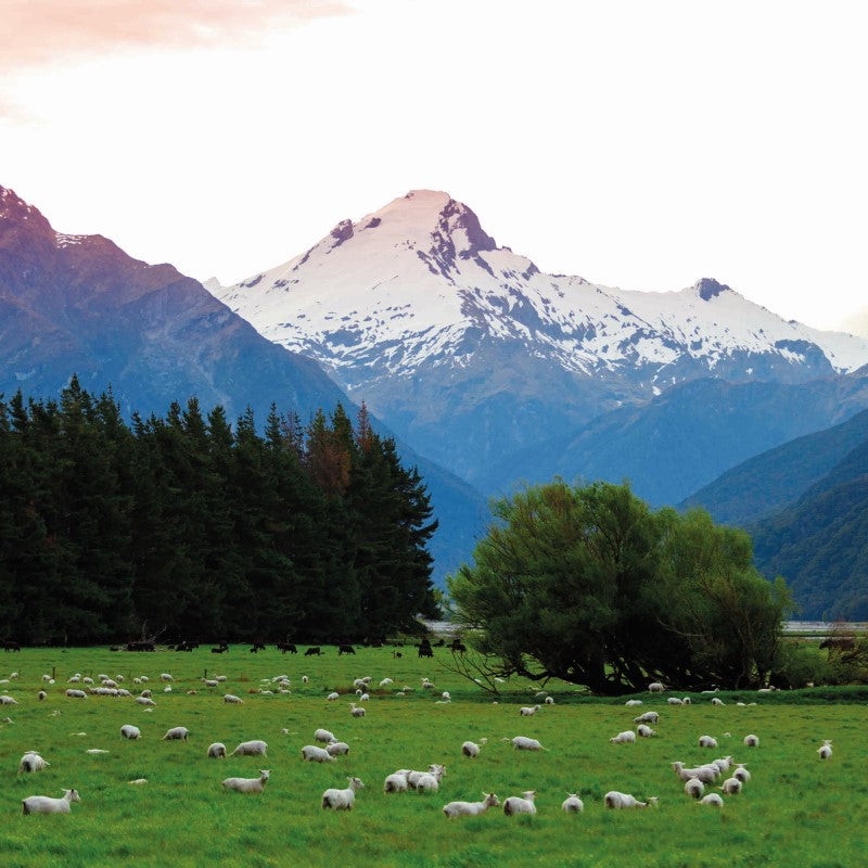 100% Merino Wool Sheep | Sustainable Renewable | Mountains